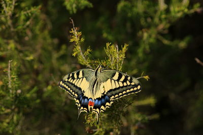 Close-up of butterfly pollinating on flower