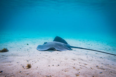 Stingray swimming in sea