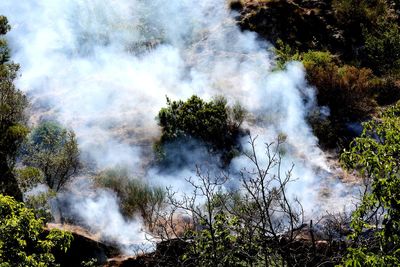 Smoke emitting from trees in forest