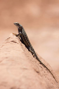 Close-up of lizard on wood