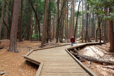 Rear view of man walking amidst trees in forest