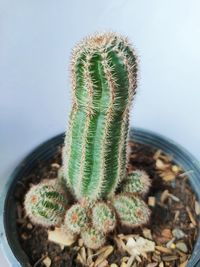 High angle view of succulent plant