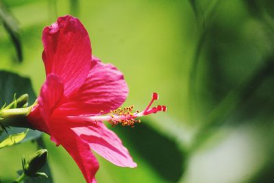 Close-up of pink hibiscus blooming outdoors