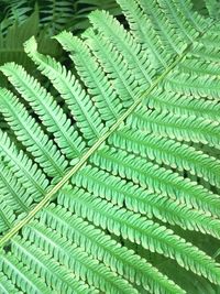 Full frame shot of fern leaves