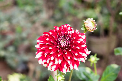 Close-up of red rose flower