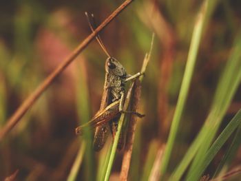 Close-up of insect on grass