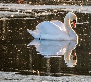 Bird in water