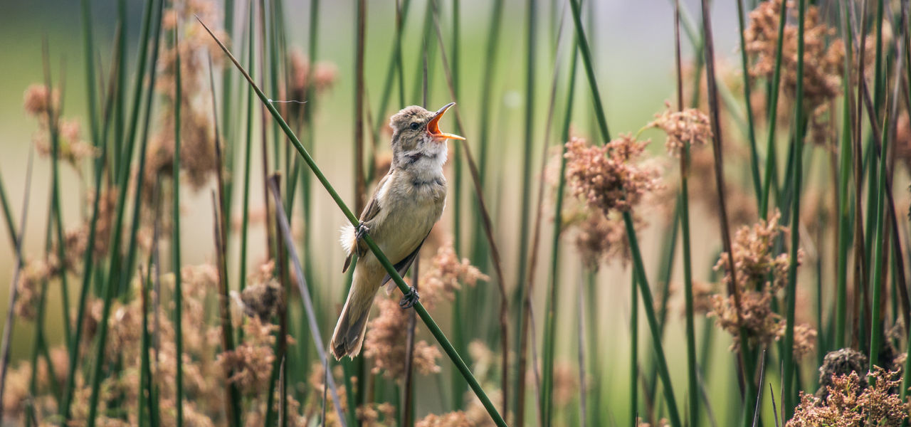 Australian Reed-Warbler