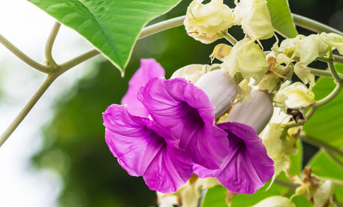 Close-up of purple flowering plant