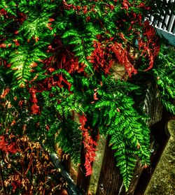 Close-up of red flowers