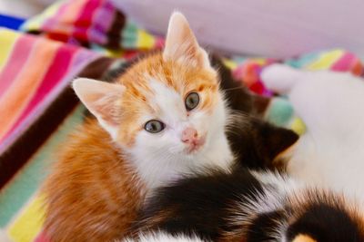 Close-up portrait of a cat