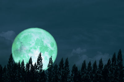 Close-up of plants against blue sky at night