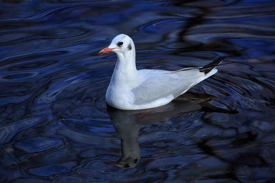 A black headed gull