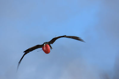 Low angle view of bird flying against blue sky