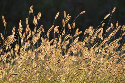 Close-up of stalks in field