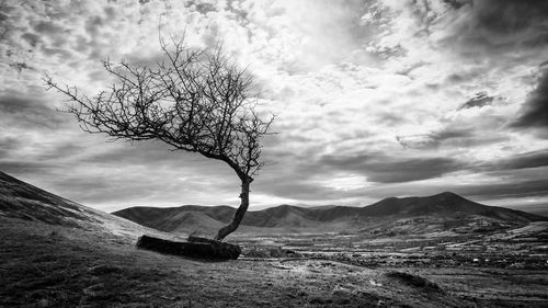 Bare tree on field against sky