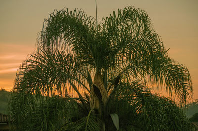 Low angle view of palm tree against sky