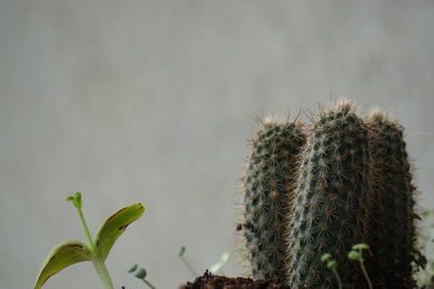 Close-up of cactus plant