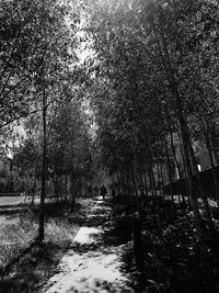 Trees in forest against sky