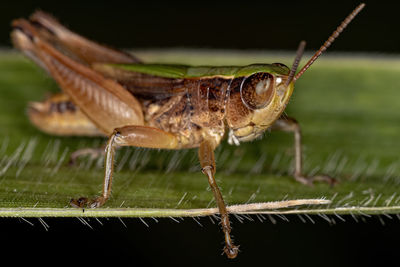 Close-up of grasshopper on leaf