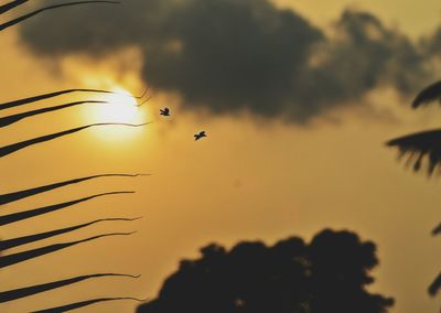 Close-up of silhouette birds flying against sky during sunset
