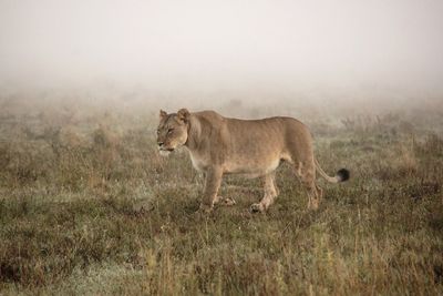 Lion walking on grassy field at forest