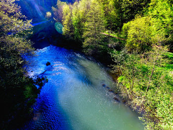 Scenic view of river amidst trees in forest