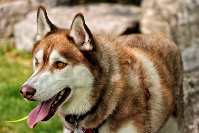 Close-up of dog looking away