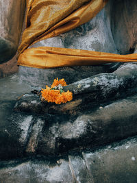 Close-up of yellow flower