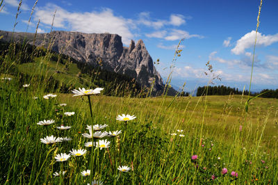 Scenic view of flowering plants on field against sky