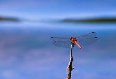 Close-up of dragonfly on plant against sky