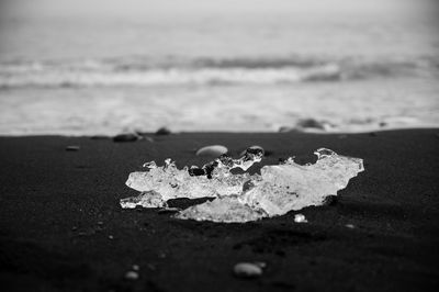 Close-up of leaf on beach