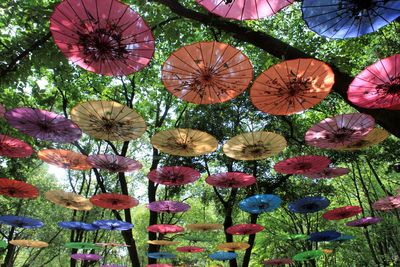 Low angle view of flowering plants in park