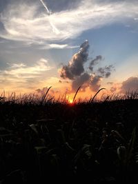Crops growing on field against sky during sunset