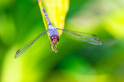 Close-up of insect on leaf