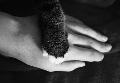 Cat paw on human hand