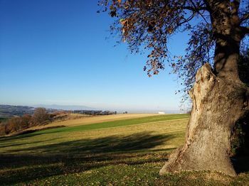 Scenic view of field against clear sky