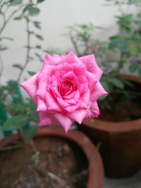 Close-up of pink rose blooming outdoors