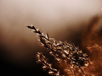 Close-up of dried plant