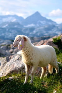 Sheep standing in a field