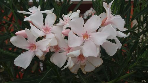 Close-up of white flowers blooming outdoors