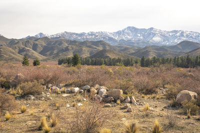 View of sheep on landscape against mountain range