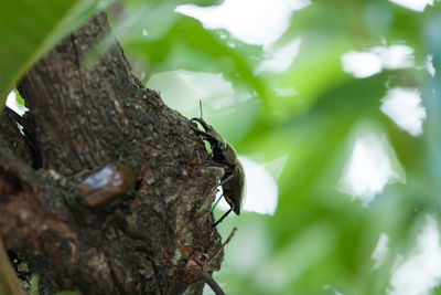 Close-up of insect on tree trunk