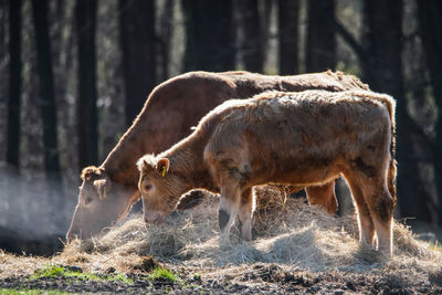 Horses in a field