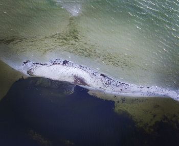 Close-up of turtle swimming in water