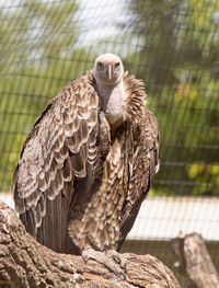 Green fin vulture looking bro camera 