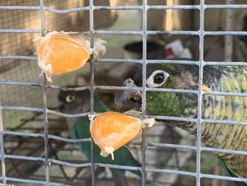 Close-up of bird in cage