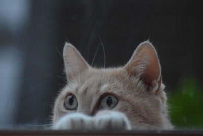 Close-up portrait of a cat