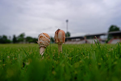 Close-up of mushroom growing on field