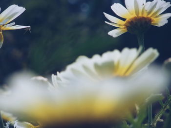 Close-up of yellow flower
